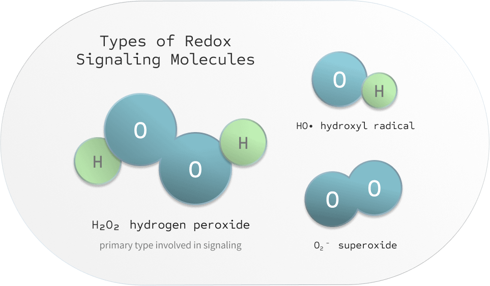 Types of redox signaling molecules include: hydrogen peroxide (H2O2) the primary molecule involved in signaling, hydroxyl radical (HO), and superoxide (O2-). The image features the chemical structures of each molecule.